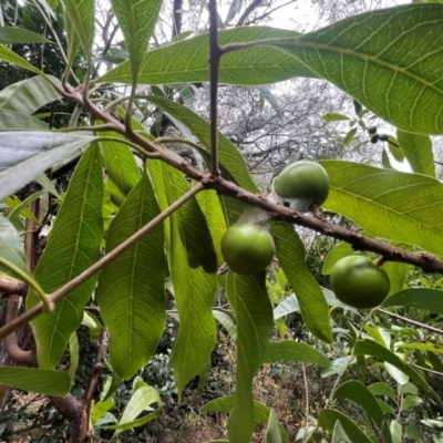 Unidentified Other Tree at Mandalay, QLD - 28 Jul 2024 by Ange