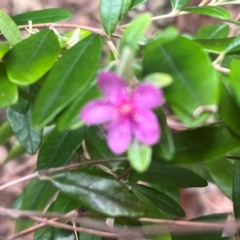 Unidentified Other Shrub at Mandalay, QLD - 28 Jul 2024 by Ange