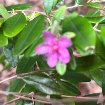 Unidentified Other Shrub at Mandalay, QLD - 28 Jul 2024 by Ange