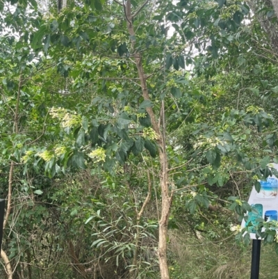 Unverified Other Tree at Mandalay, QLD - 28 Jul 2024 by Ange