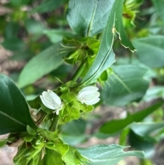Harnieria hygrophiloides (Native Justicia) at Mandalay, QLD - 28 Jul 2024 by Ange