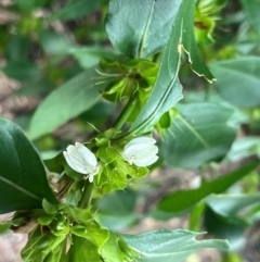 Unidentified Other Tree at Mandalay, QLD - 28 Jul 2024 by Ange