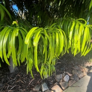 Podocarpus (Genus) at West Mackay, QLD - 29 Jul 2024 03:50 PM