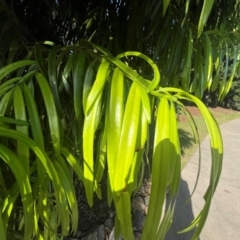 Podocarpus (Genus) at West Mackay, QLD - 29 Jul 2024 03:50 PM