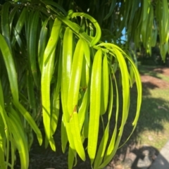Podocarpus (Genus) at West Mackay, QLD - 29 Jul 2024 03:50 PM