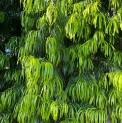 Podocarpus (Genus) at West Mackay, QLD - 29 Jul 2024 03:50 PM