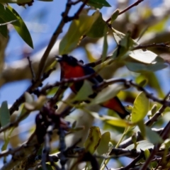 Dicaeum hirundinaceum (Mistletoebird) at Lake Innes, NSW - 27 Nov 2023 by KorinneM