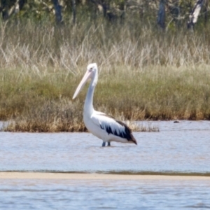 Pelecanus conspicillatus at Lake Innes, NSW - 27 Nov 2023 01:08 PM