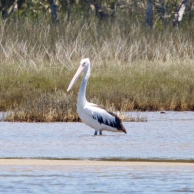 Pelecanus conspicillatus (Australian Pelican) at Lake Innes, NSW - 27 Nov 2023 by KorinneM