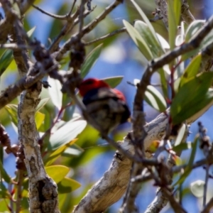 Myzomela sanguinolenta at Lake Innes, NSW - 27 Nov 2023