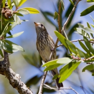 Pachycephala rufiventris at Lake Innes, NSW - 27 Nov 2023