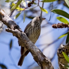 Pachycephala rufiventris at Lake Innes, NSW - 27 Nov 2023