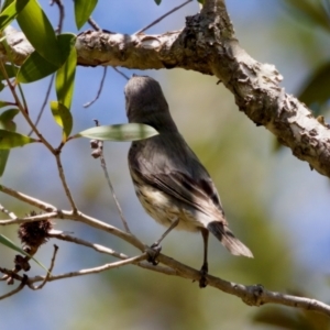 Pachycephala rufiventris at Lake Innes, NSW - 27 Nov 2023