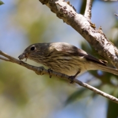 Pachycephala rufiventris at Lake Innes, NSW - 27 Nov 2023