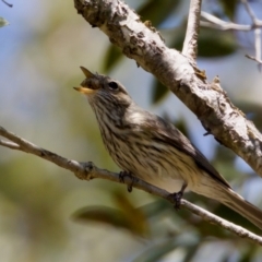 Pachycephala rufiventris at Lake Innes, NSW - 27 Nov 2023