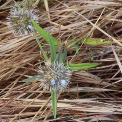 Spermacoce (genus) at Somerset, QLD - 30 Jul 2024 by lbradley