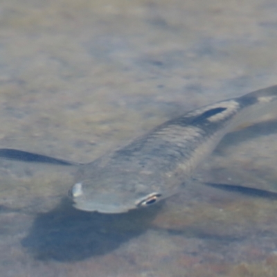 Unidentified Native Fish at Somerset, QLD - 30 Jul 2024 by lbradley