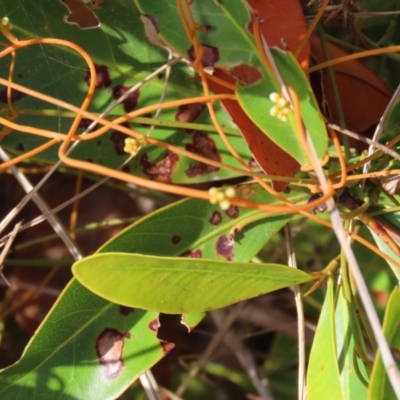 Cassytha sp. at Somerset, QLD - 30 Jul 2024 by lbradley