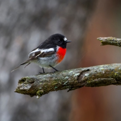 Petroica boodang (Scarlet Robin) at Bango, NSW - 27 Jul 2024 by trevsci