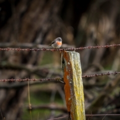 Petroica boodang at Bango, NSW - 28 Jul 2024 09:01 AM