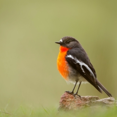 Petroica phoenicea (Flame Robin) at Bango, NSW - 28 Jul 2024 by trevsci