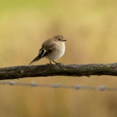 Petroica phoenicea at Bango, NSW - 28 Jul 2024 09:06 AM