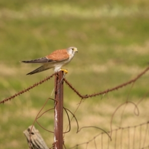 Falco cenchroides at Yass River, NSW - 28 Jul 2024 12:12 PM