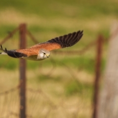 Falco cenchroides at Yass River, NSW - 28 Jul 2024