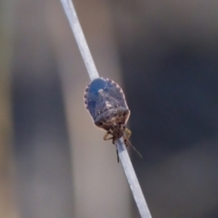 Dictyotus inconspicuus (A stink bug) at Lake Innes, NSW - 27 Nov 2023 by KorinneM