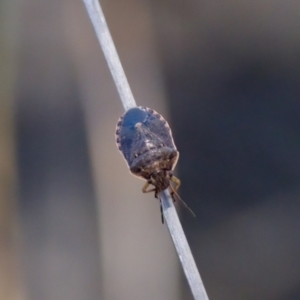 Dictyotus inconspicuus at Lake Innes, NSW - 27 Nov 2023 01:25 PM