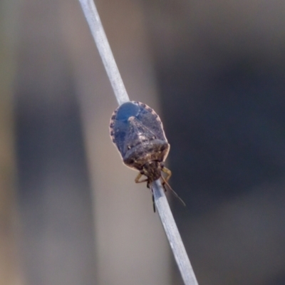 Dictyotus inconspicuus (A stink bug) at Lake Innes, NSW - 27 Nov 2023 by KorinneM