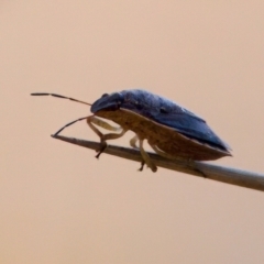 Dictyotus inconspicuus at Lake Innes, NSW - 27 Nov 2023 01:25 PM