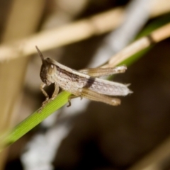 Acrididae sp. (family) (Unidentified Grasshopper) at Lake Innes, NSW - 27 Nov 2023 by KorinneM