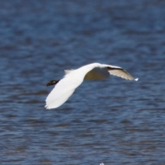 Egretta garzetta (Little Egret) at Lake Innes, NSW - 27 Nov 2023 by KorinneM