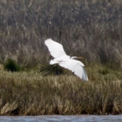 Egretta garzetta at Lake Innes, NSW - 27 Nov 2023 01:29 PM