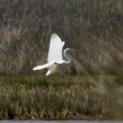 Egretta garzetta at Lake Innes, NSW - 27 Nov 2023 01:29 PM