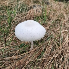 Macrolepiota dolichaula (Macrolepiota dolichaula) at Whitlam, ACT - 8 Jan 2022 by MB