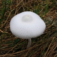 Macrolepiota dolichaula at Whitlam, ACT - 9 Jan 2022 10:20 AM