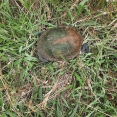 Chelodina longicollis (Eastern Long-necked Turtle) at Whitlam, ACT - 9 Jan 2022 by MB