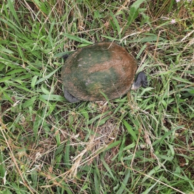 Chelodina longicollis (Eastern Long-necked Turtle) at Whitlam, ACT - 9 Jan 2022 by MB