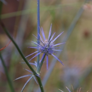 Eryngium ovinum at Whitlam, ACT - 9 Jan 2022 08:18 AM