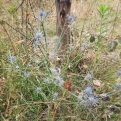 Eryngium ovinum at Whitlam, ACT - 9 Jan 2022 08:18 AM