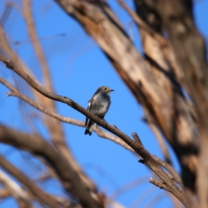 Petroica phoenicea at Kiandra, NSW - 16 Jan 2022 06:50 PM