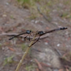 Leptogaster sp. (genus) (Robber fly) at Borough, NSW - 28 Feb 2018 by Paul4K