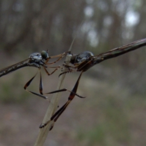 Leptogaster sp. (genus) at Borough, NSW - suppressed