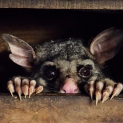 Trichosurus vulpecula (Common Brushtail Possum) at Braidwood, NSW - 30 Jul 2024 by MatthewFrawley