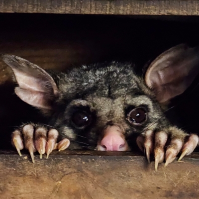 Trichosurus vulpecula (Common Brushtail Possum) at Braidwood, NSW - 30 Jul 2024 by MatthewFrawley