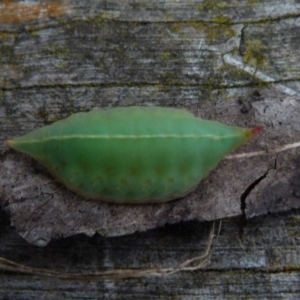 Pseudanapaea (genus) at Borough, NSW - suppressed