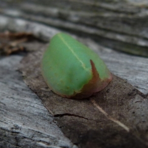 Pseudanapaea (genus) at Borough, NSW - suppressed