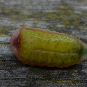 Pseudanapaea (genus) at Borough, NSW - suppressed